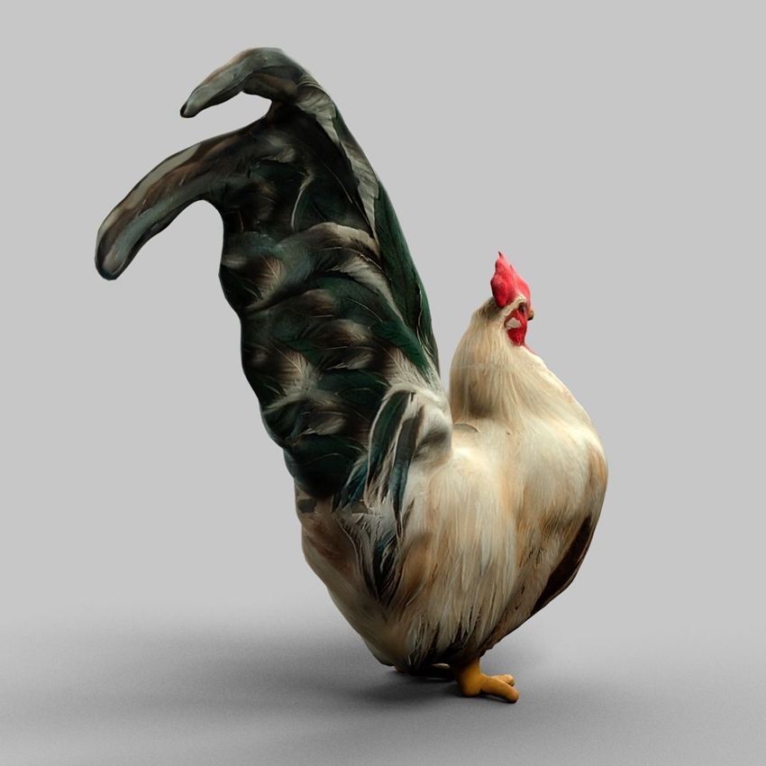 cock rooster 3d model obj ab8e87a6 4006 4211 9abc edbe68a9bb9b da481